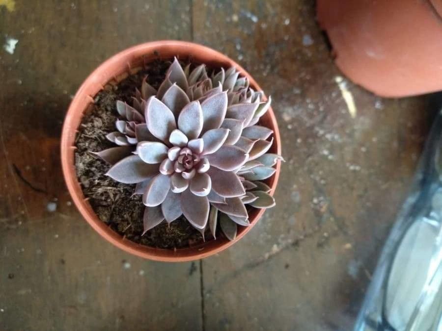 Graptopetalum 9