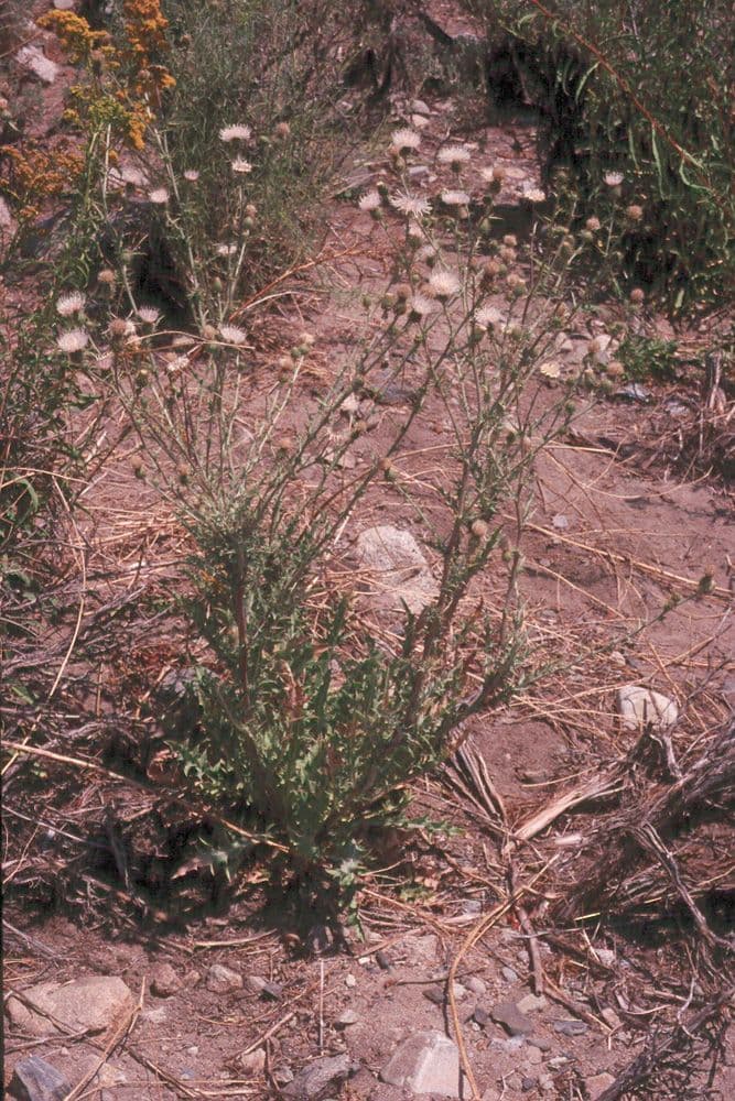 Cardo del Mojave 6