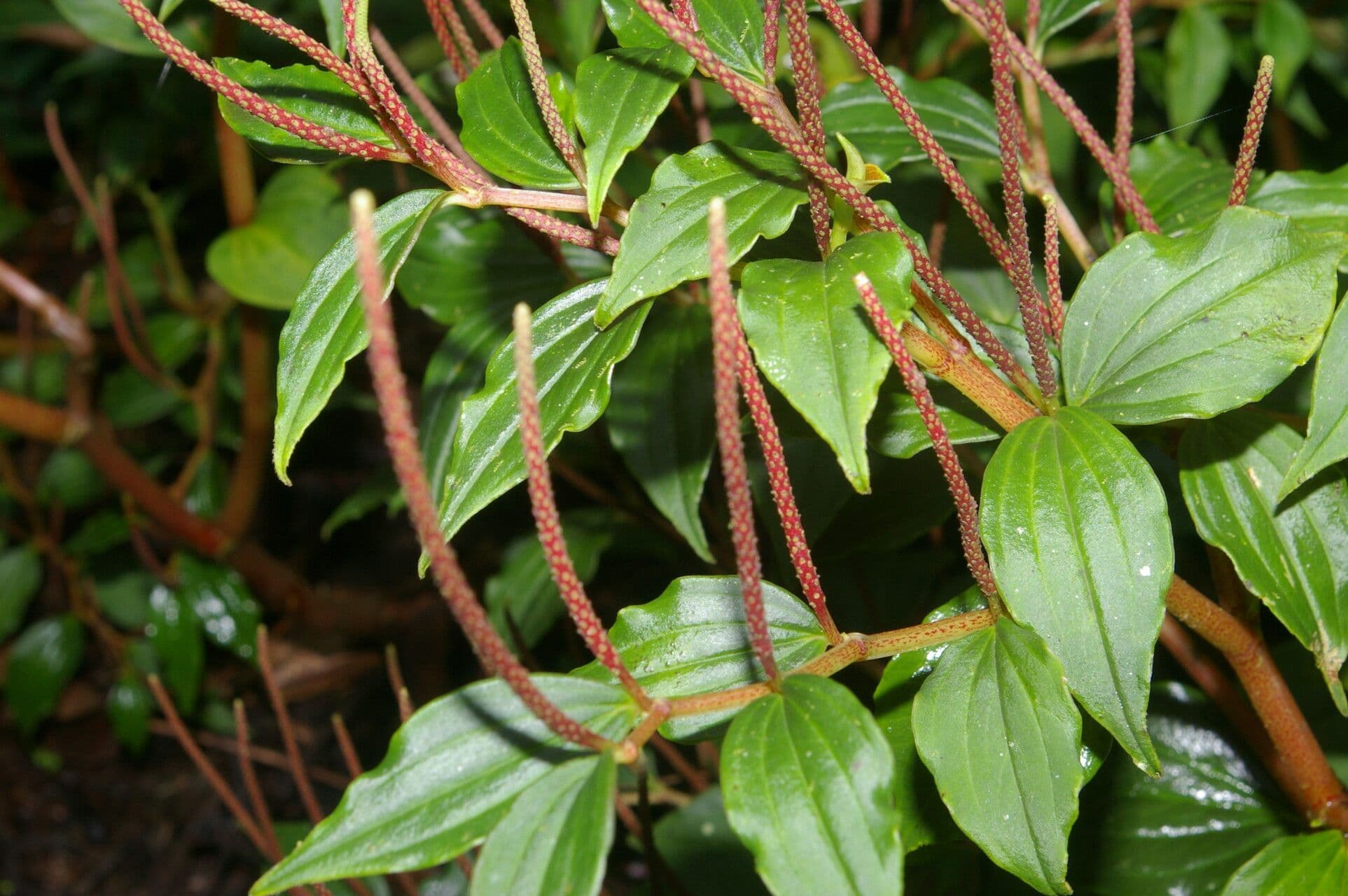 Peperomia 3