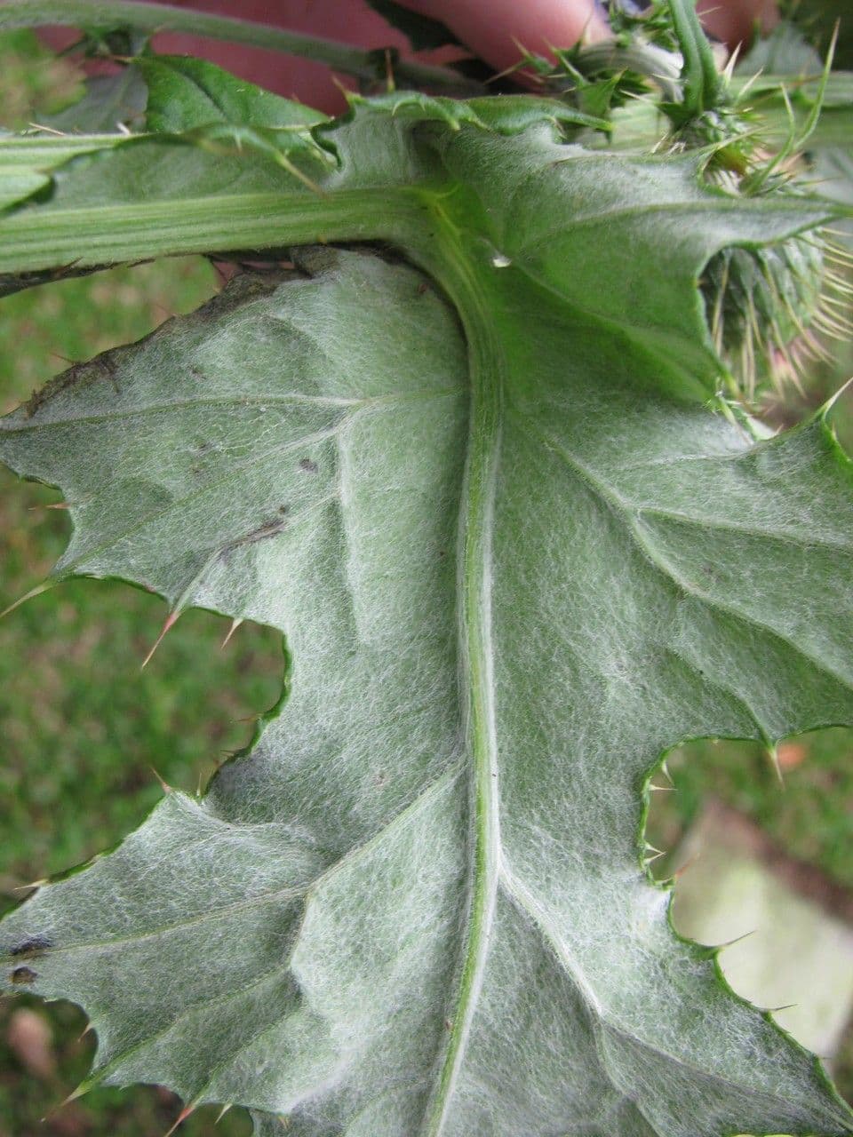 Cirsium mexicanum 11