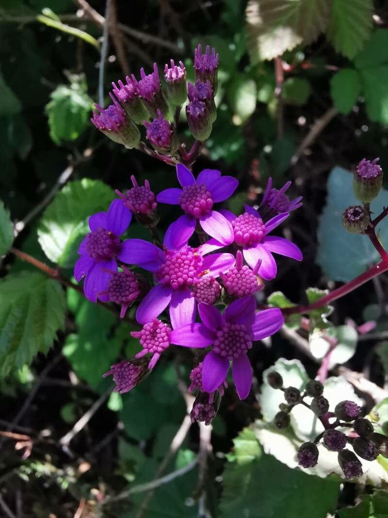 Pericallis 4