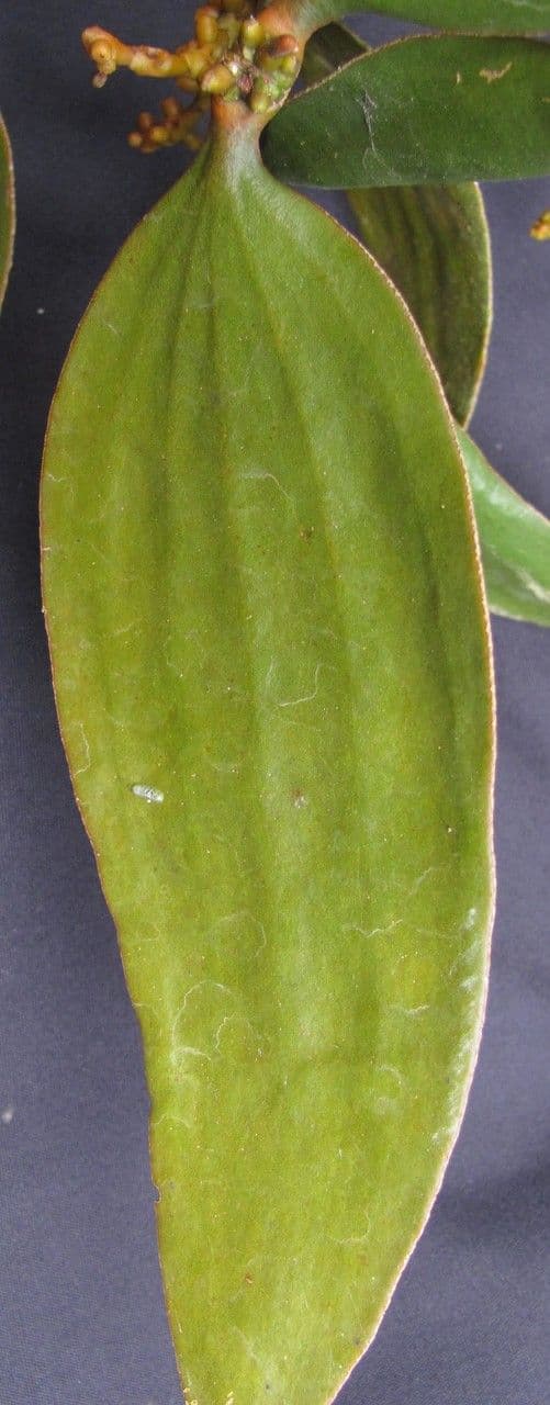 Vischio 8