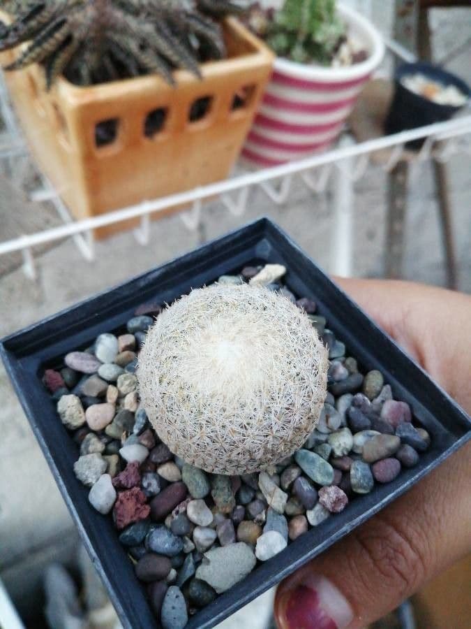 Epithelantha 4