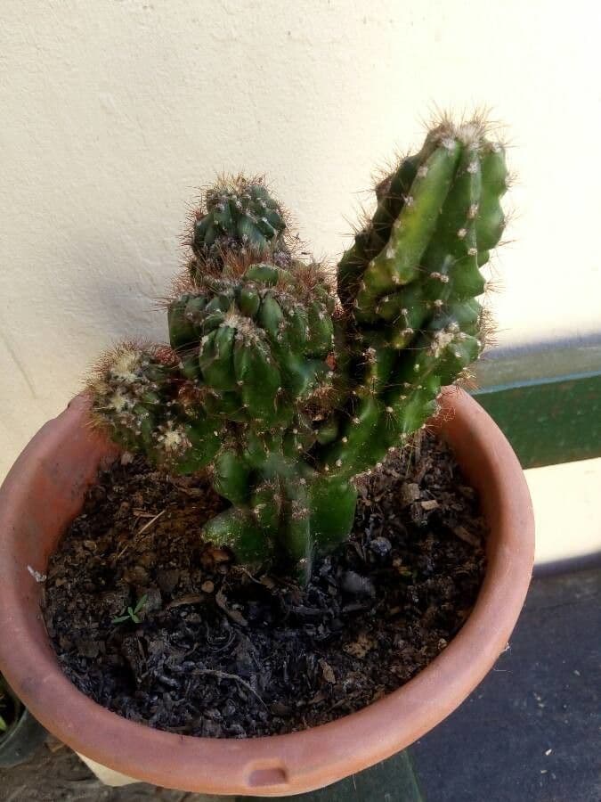 Cactus mela del Perù 14