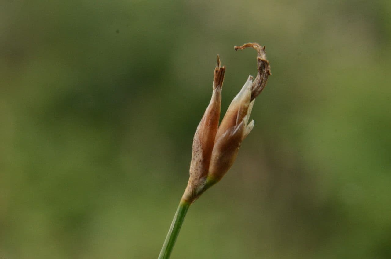 Afillante 4