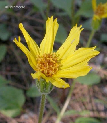 Arnica