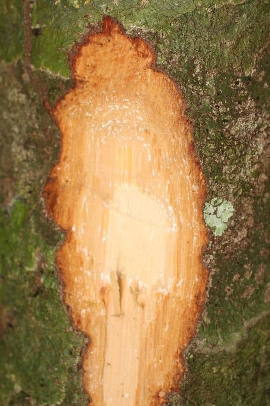 Ecclinusa 13