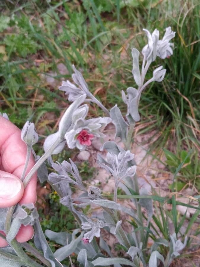 Cynoglossum dioscoridis 8