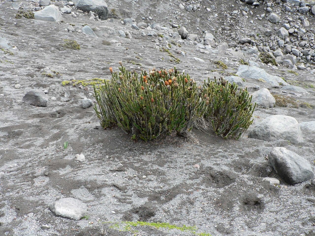 Chuquiraga jussieui 9