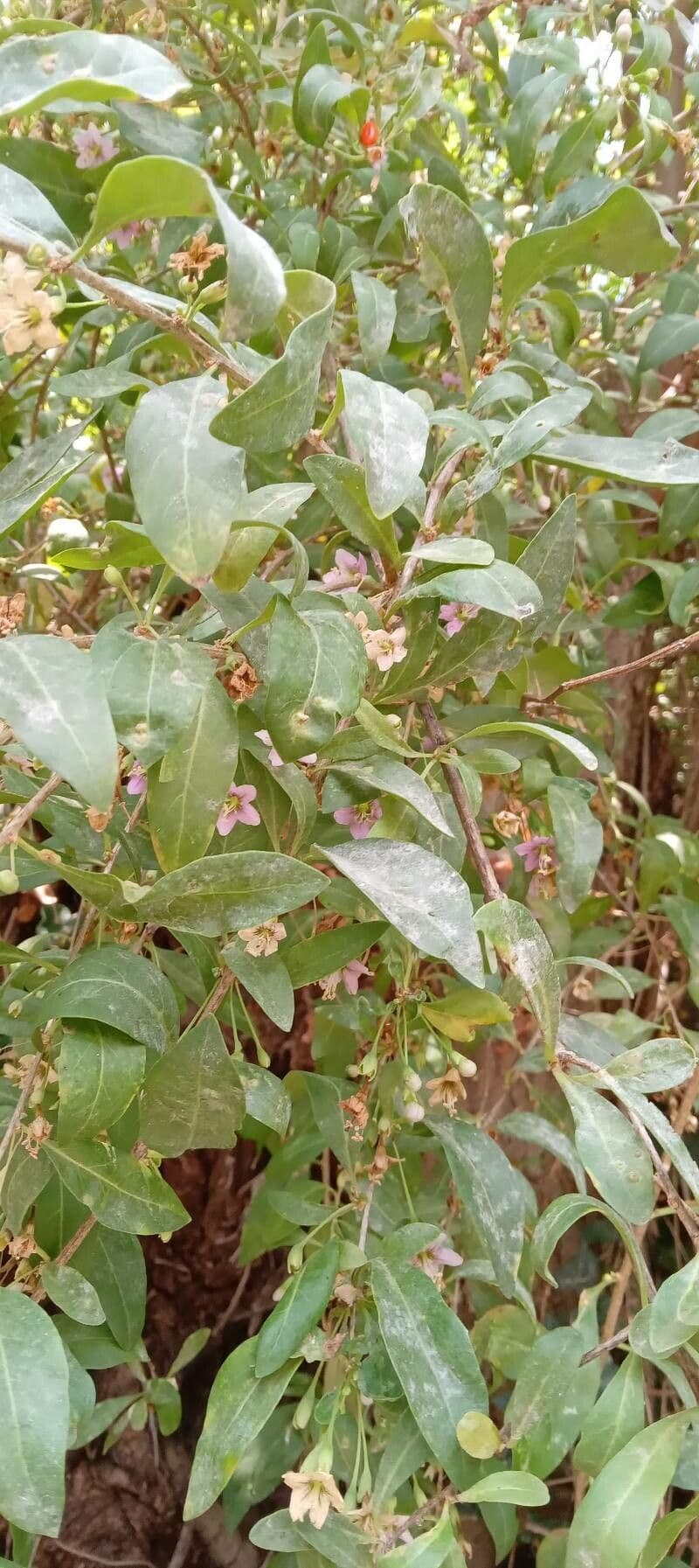 Goji 19