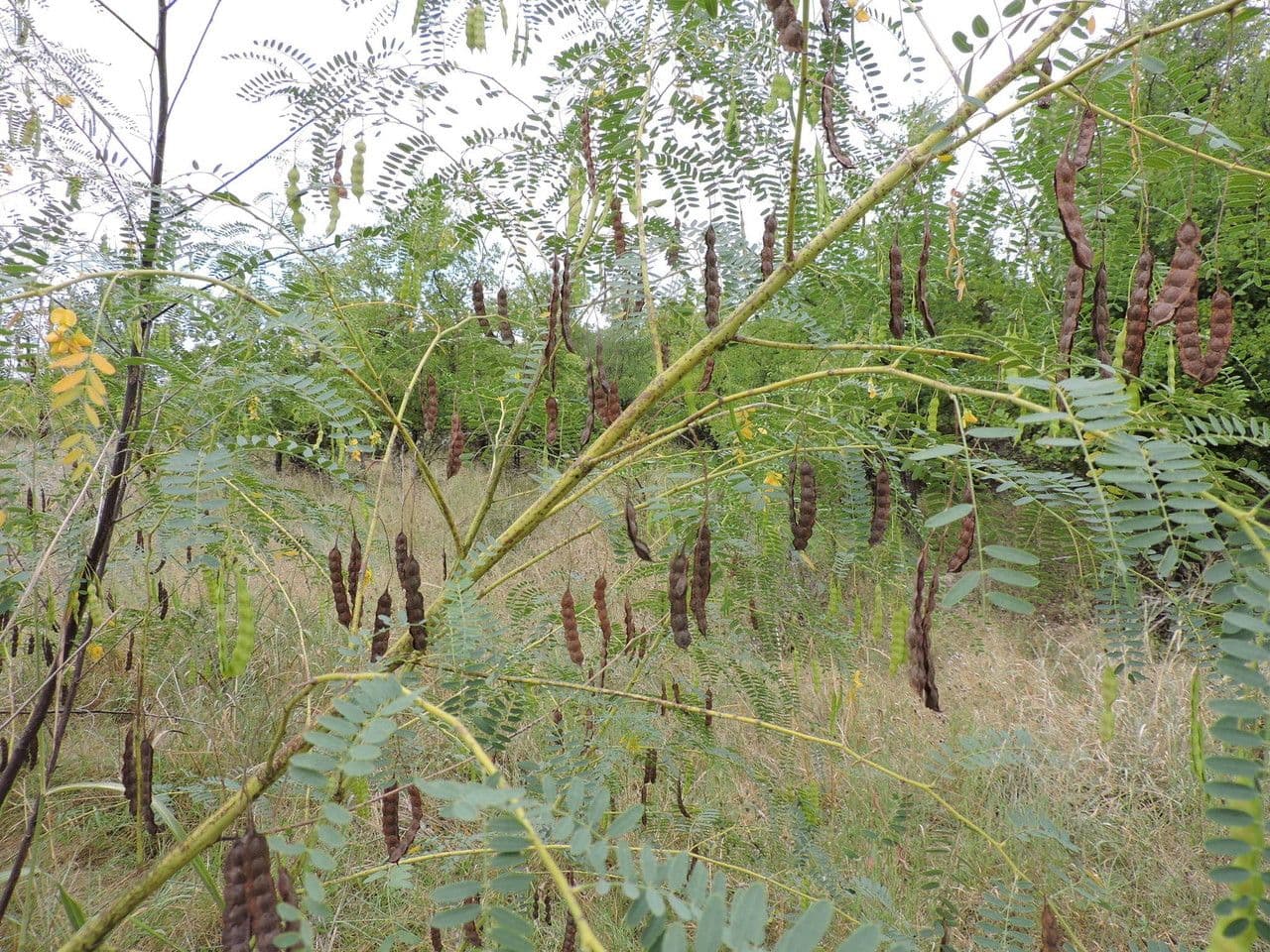 Sesbania drummondii 11