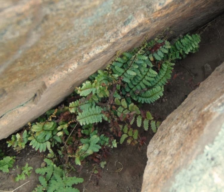 Asplenio vespertino