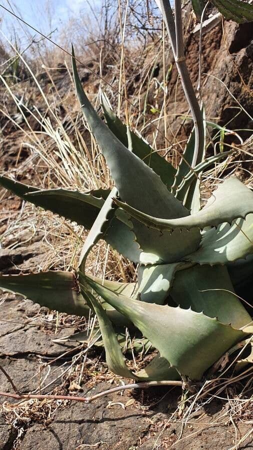Aloe 11