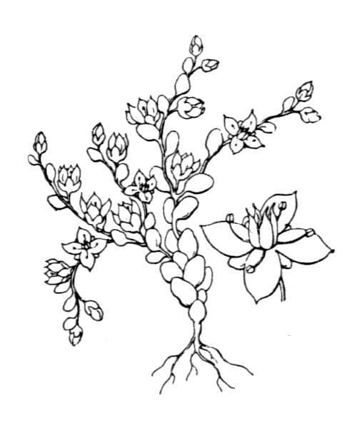 Borracina di Anjou 24