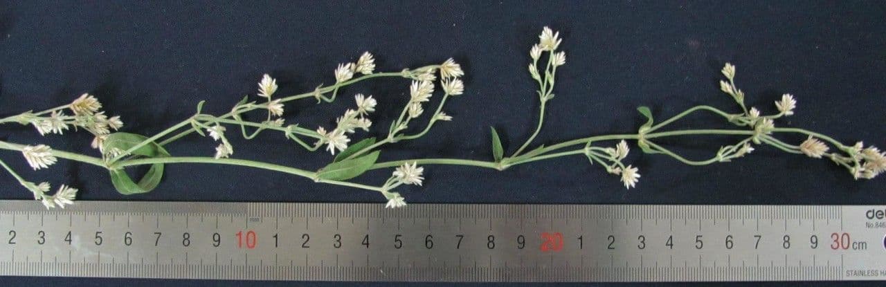 Alternanthera 5