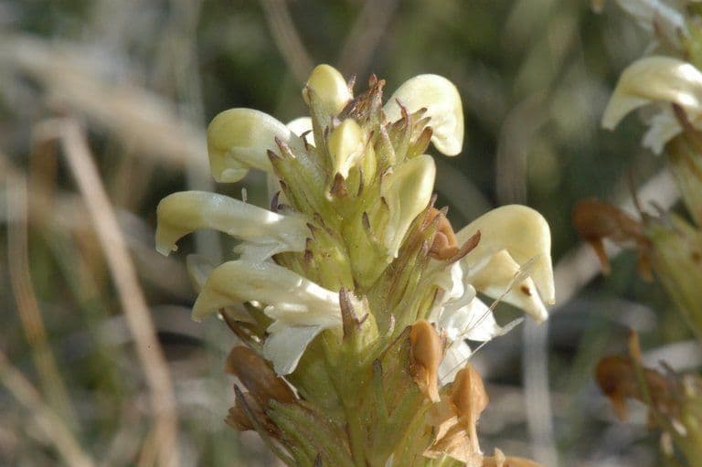 Pedicularis di Parry