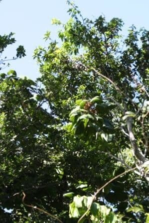 Acropogon 6