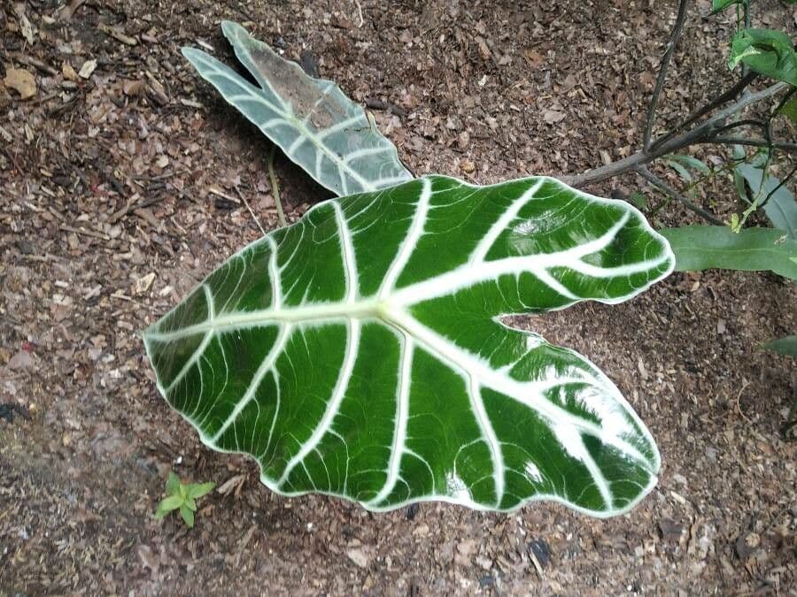 Alocasia 5