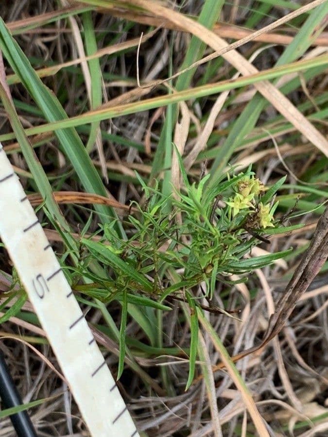 Stenaria nigricans 13