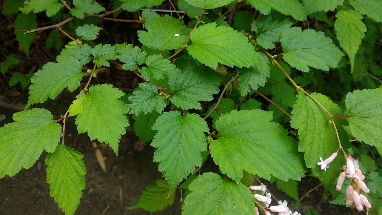 Neillia 6
