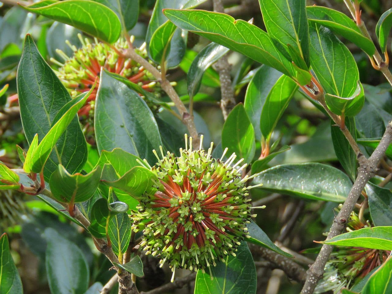 Cephalanthus 3