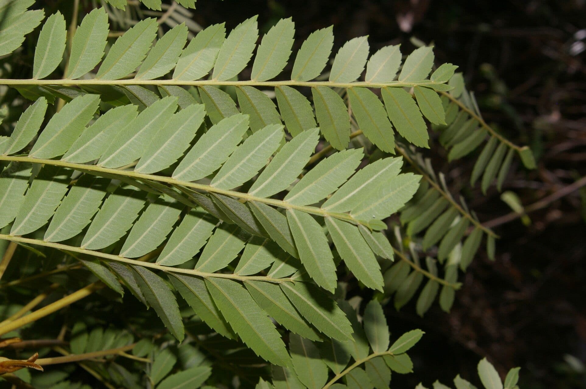 Dilodendron 8