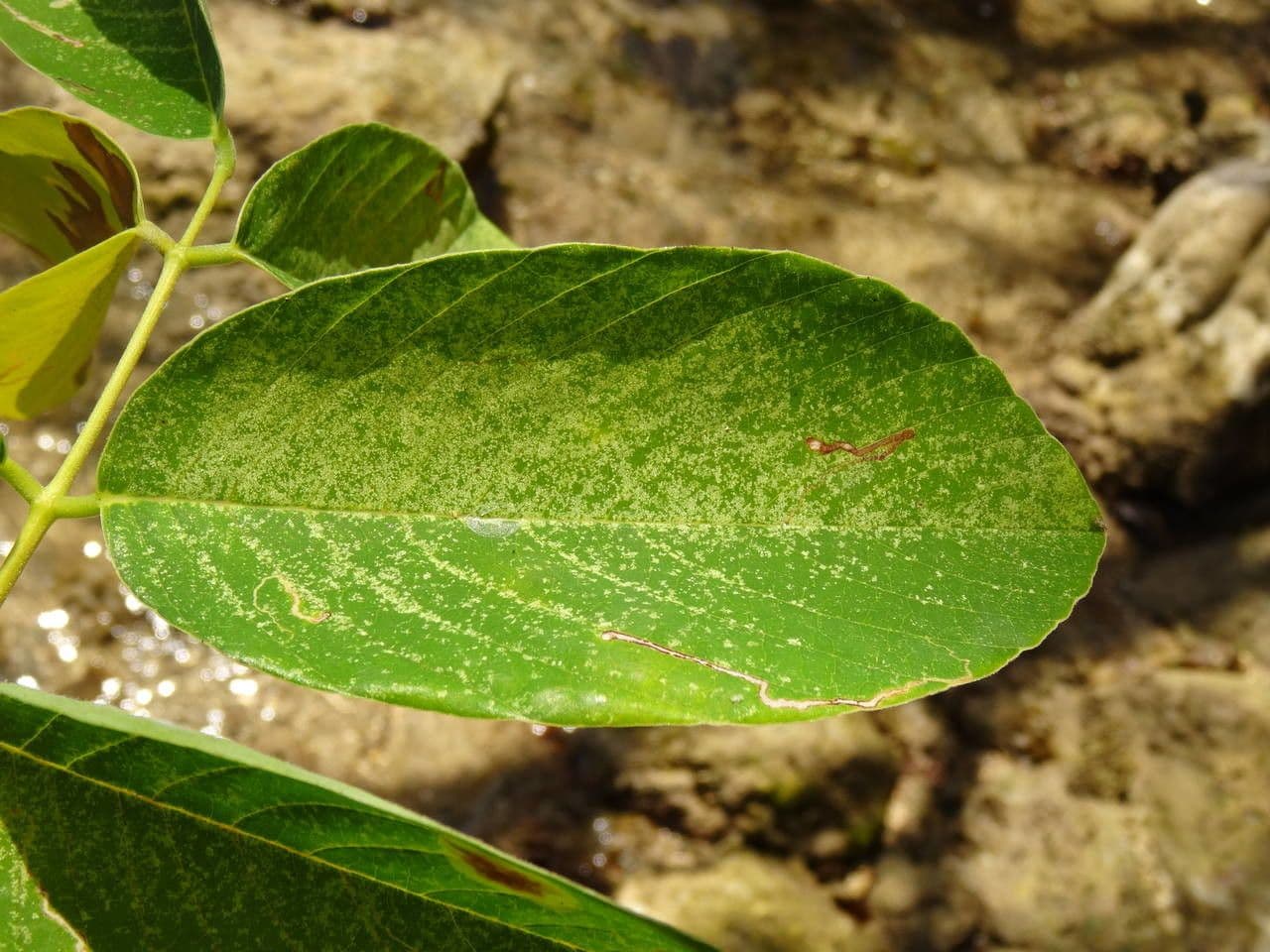 Piscidia carthagenensis 14