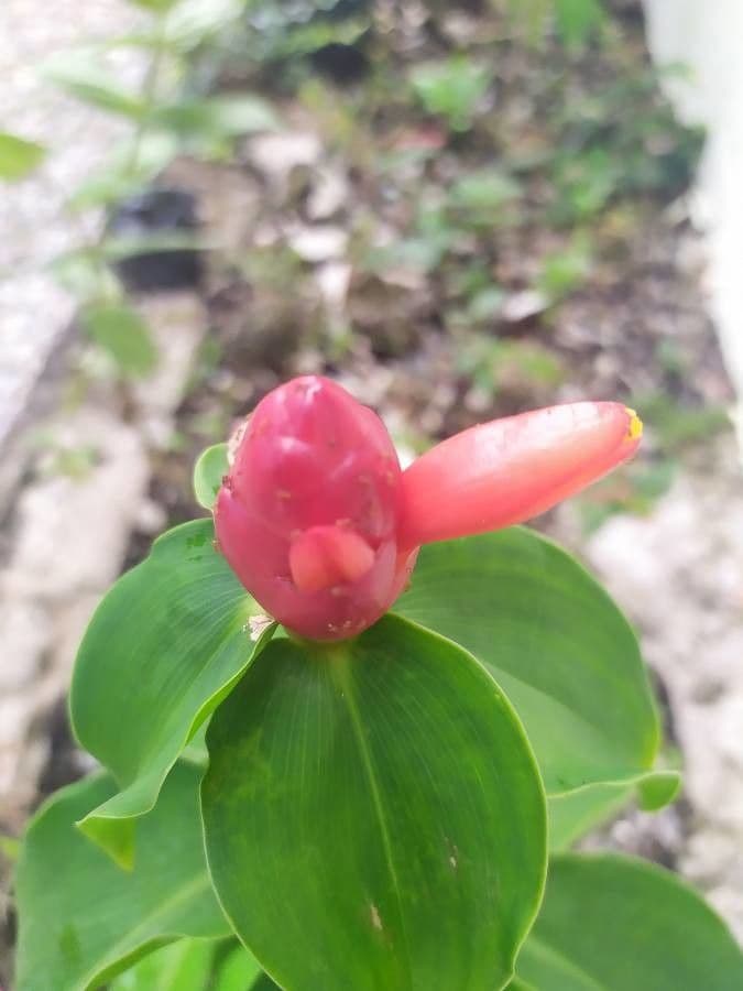 Costus 6