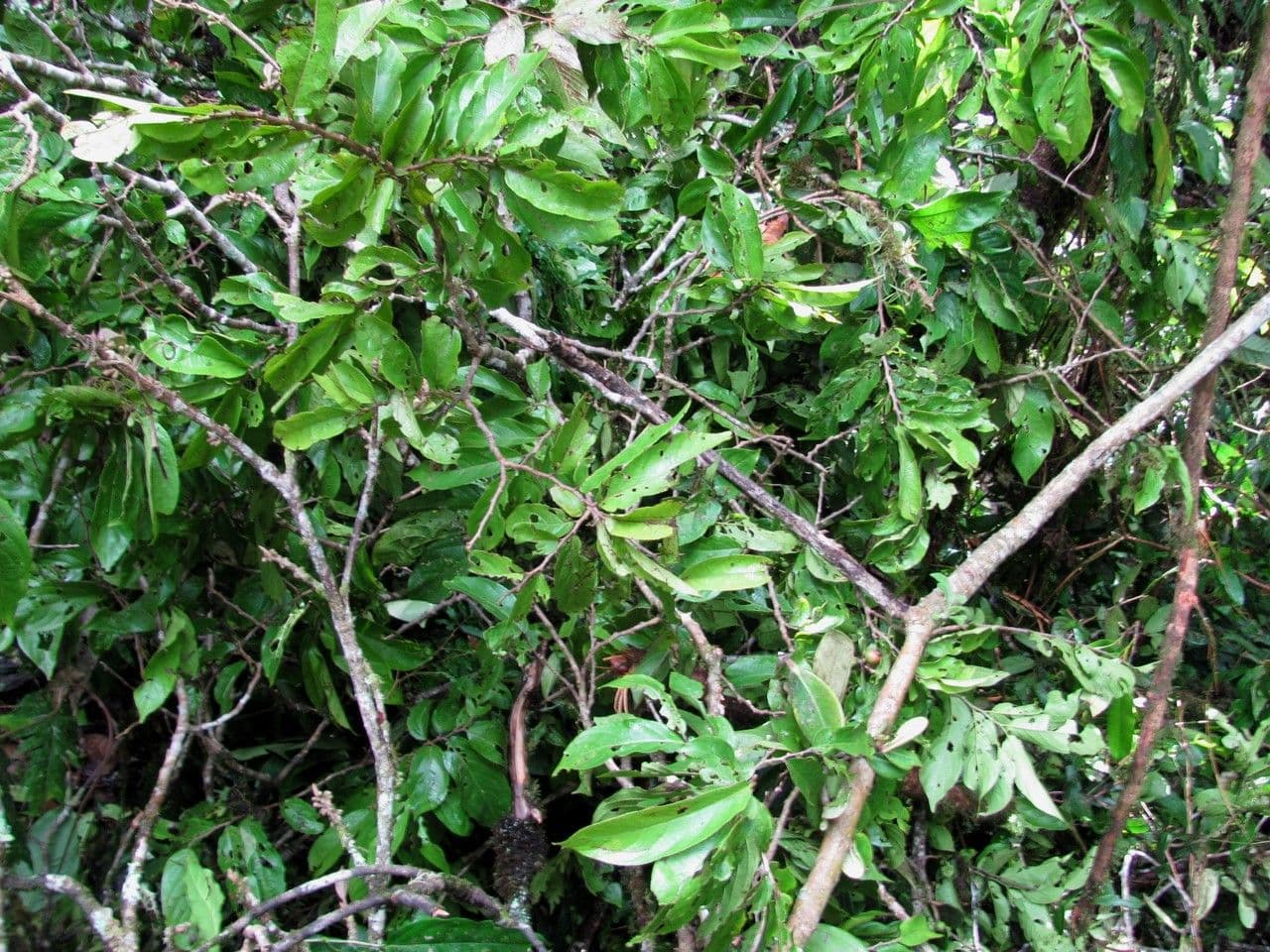 Casearia 5