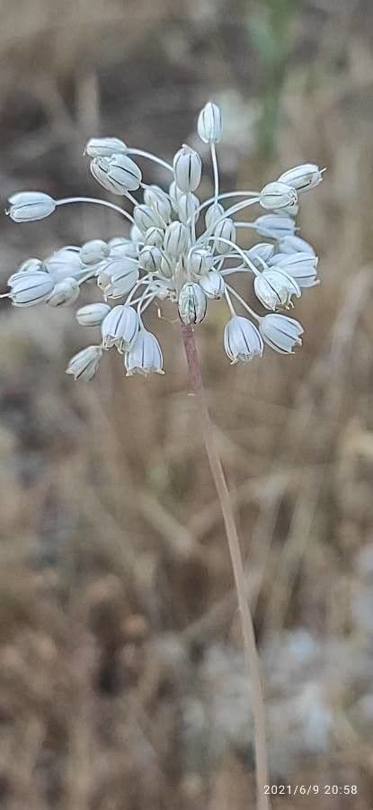 Aglio paniculato 6