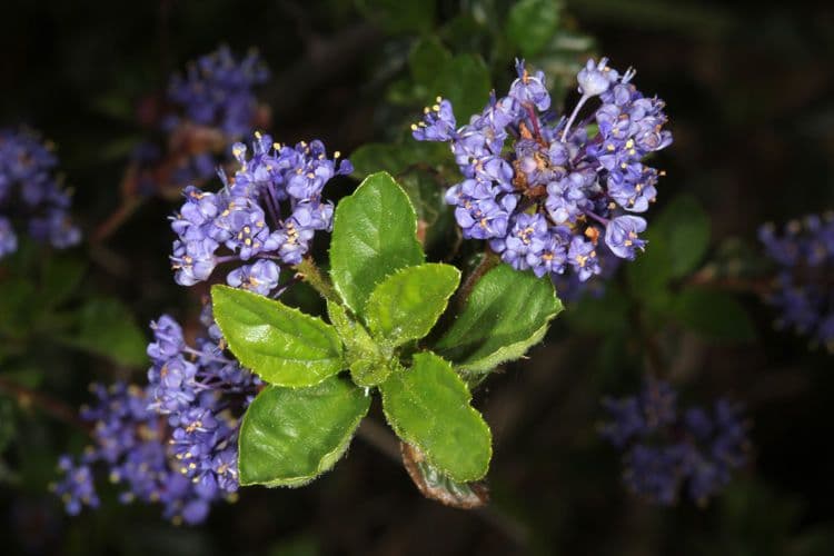 Ceanothus 6