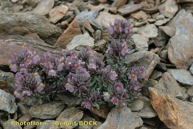 Linaria glaciale 8