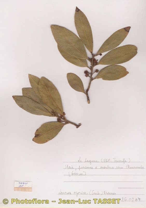 Azorischer Lorbeer 28