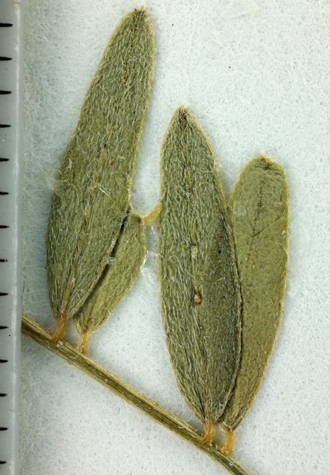 Astragalo 2