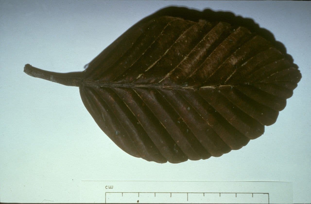 Dipterocarpus 6