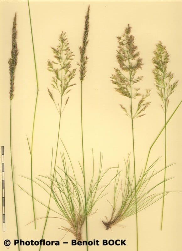 Agrostis curtisii 19