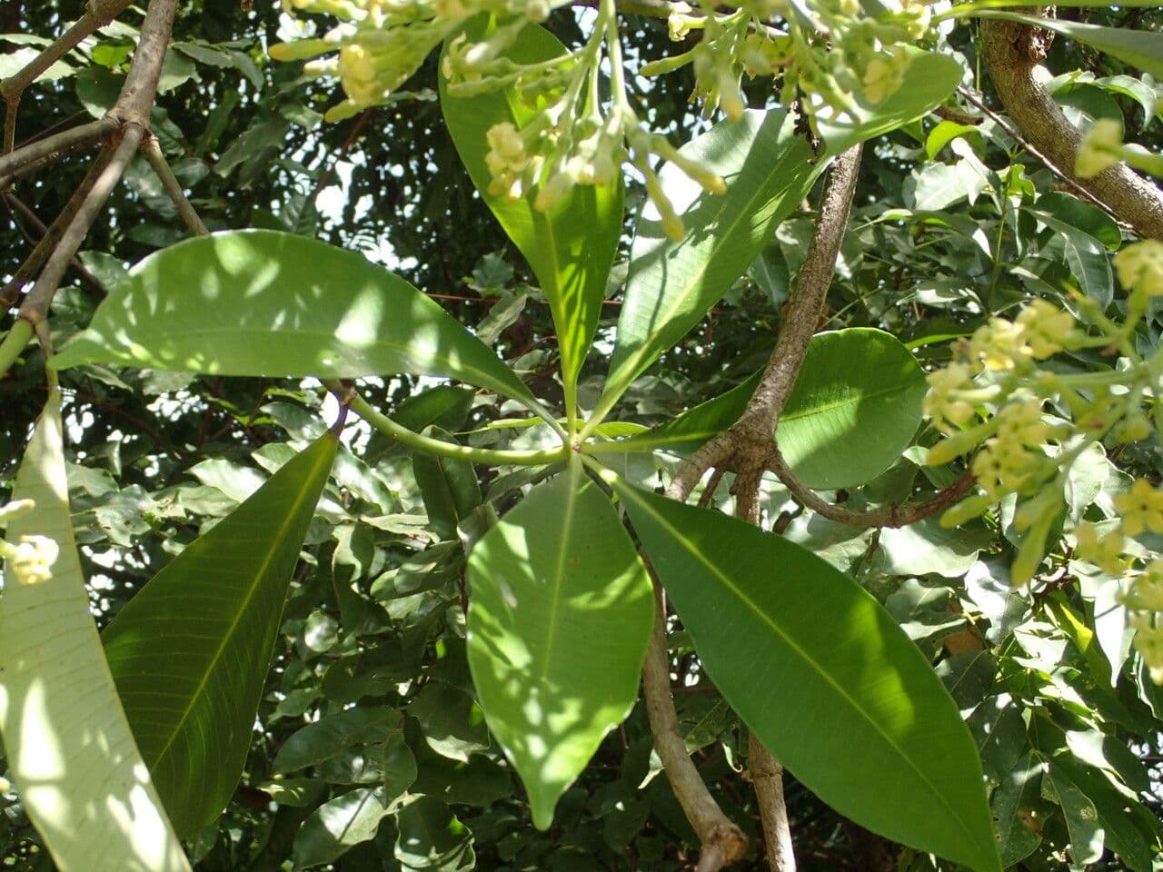 Alstonia 4