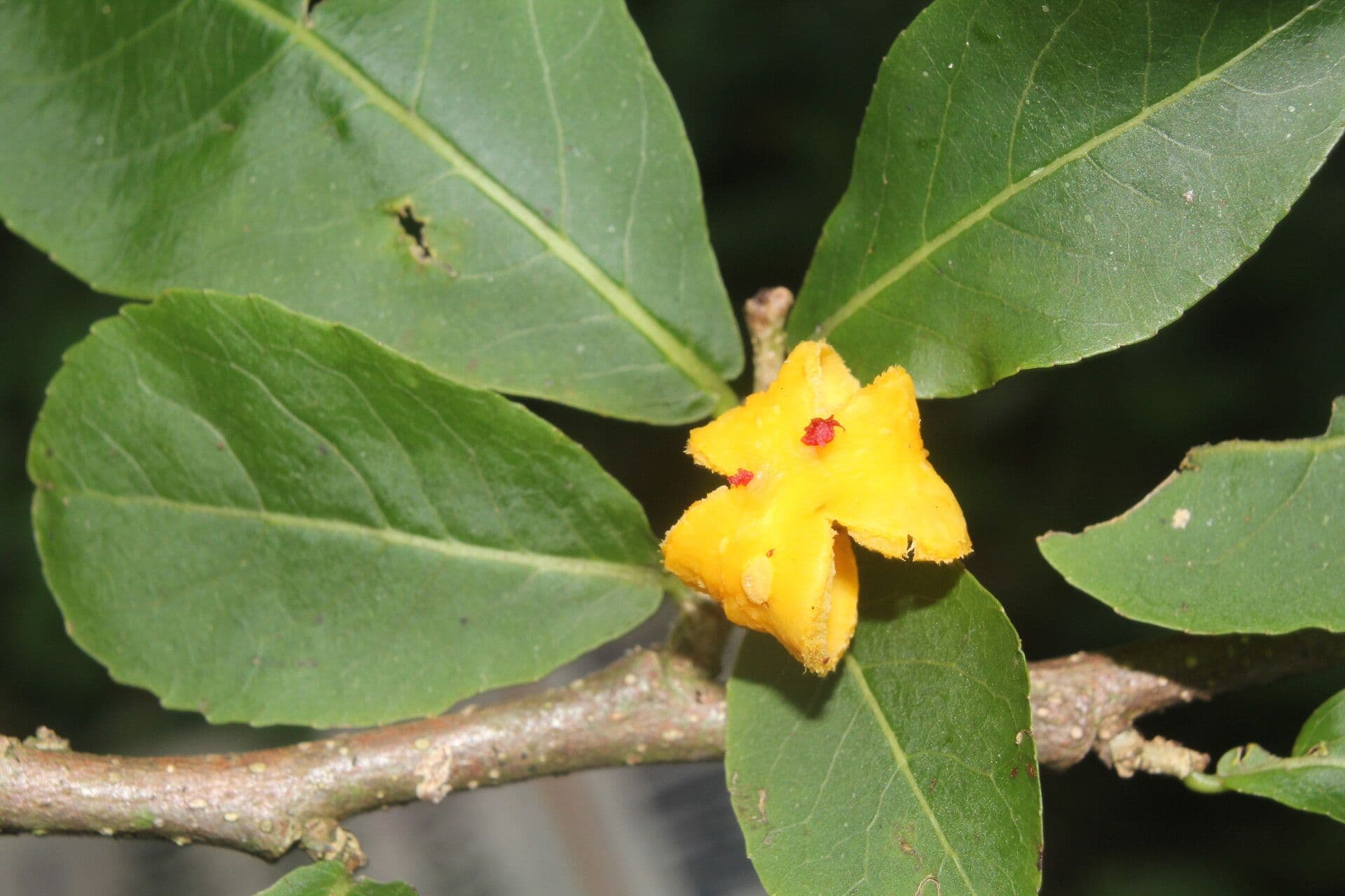 Casearia corymbosa 6