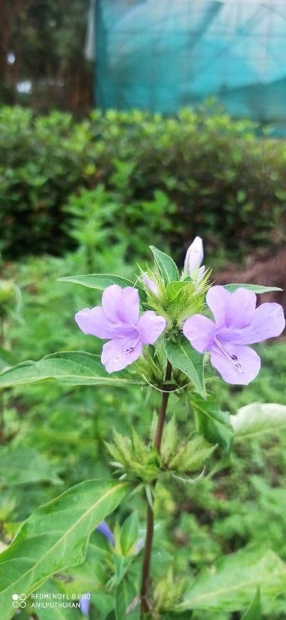 Bürstenblume 9