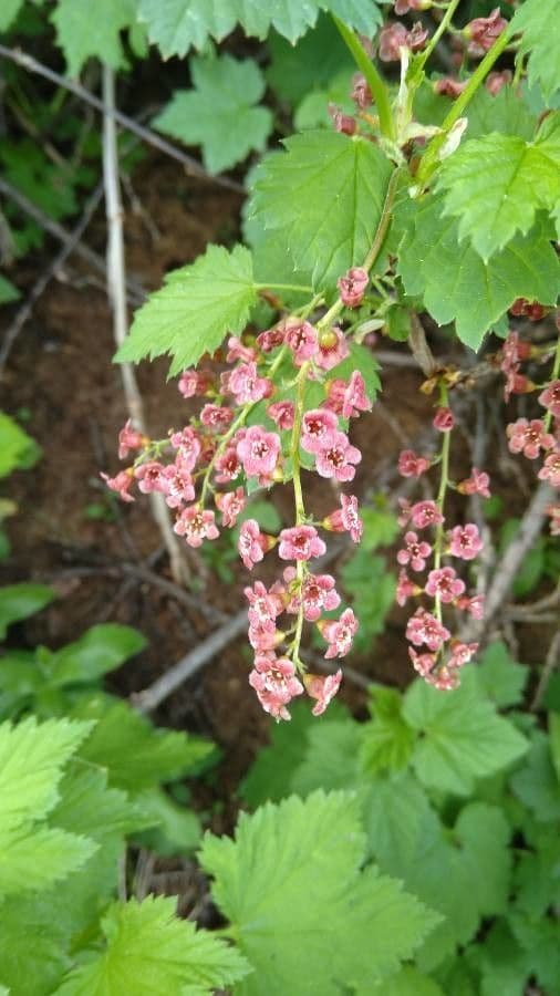Ribes petraeum 10