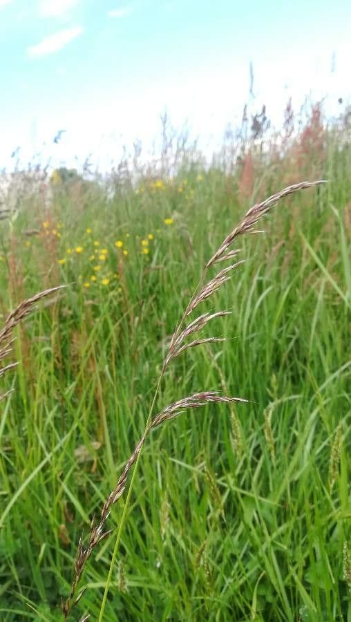 Purpur-Reitgras 8