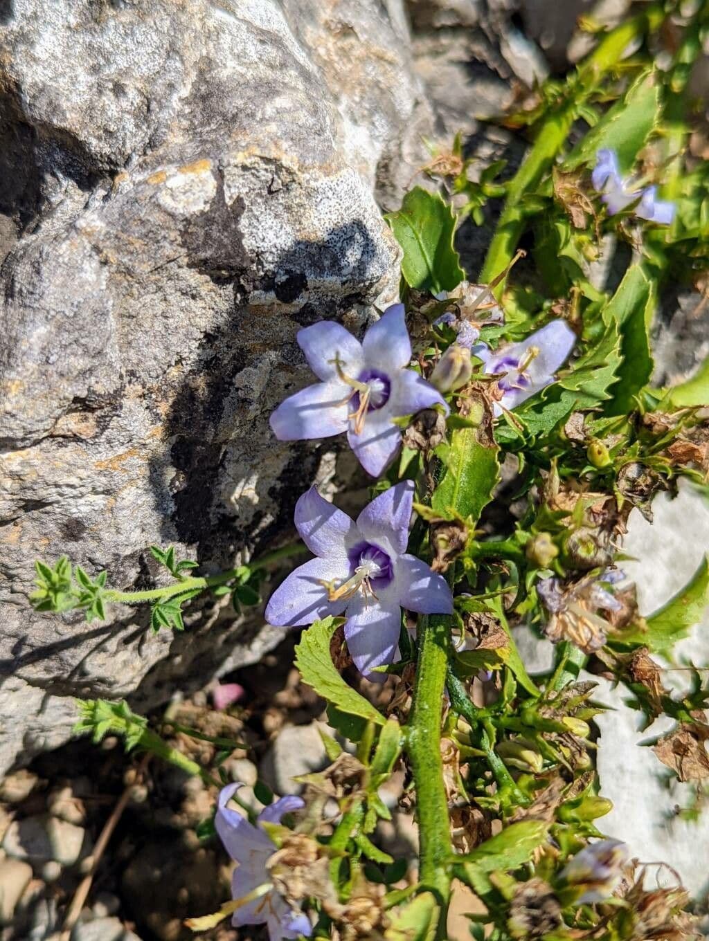 Campanula versicolore 2