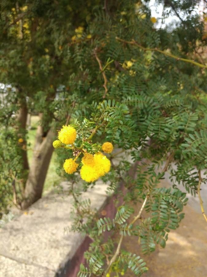 Acacia seyal