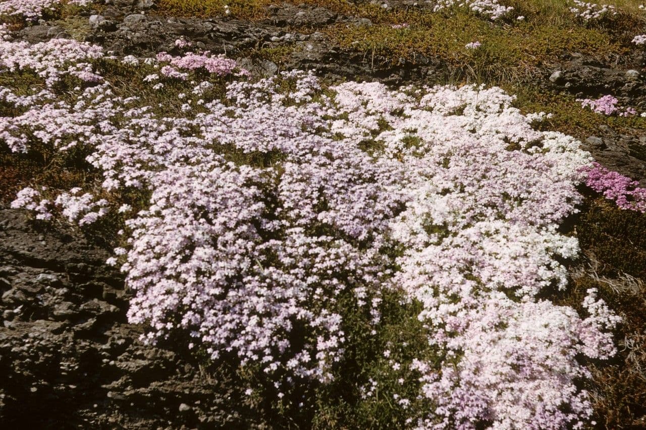 Phlox subulato 18