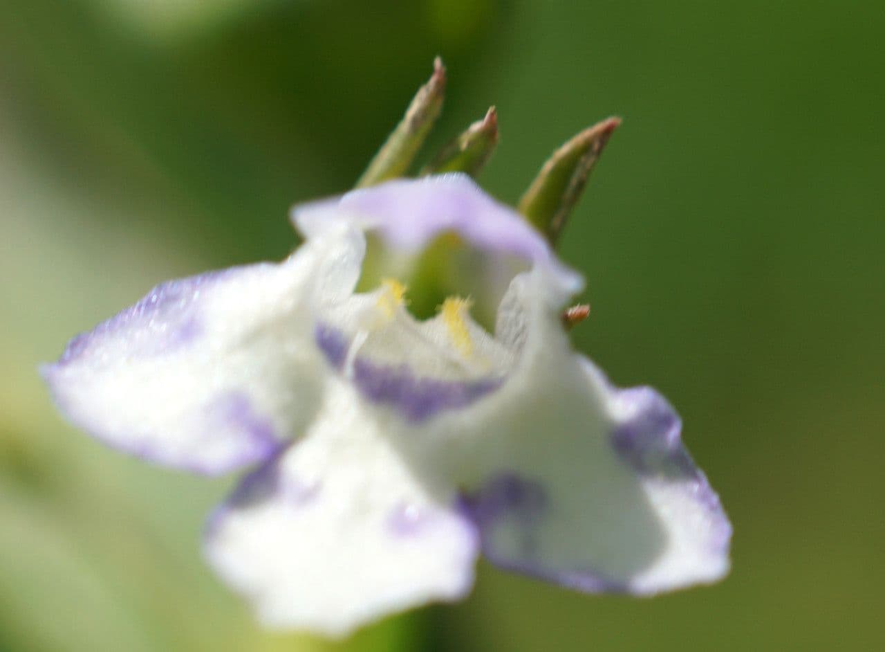 Lindernia 2