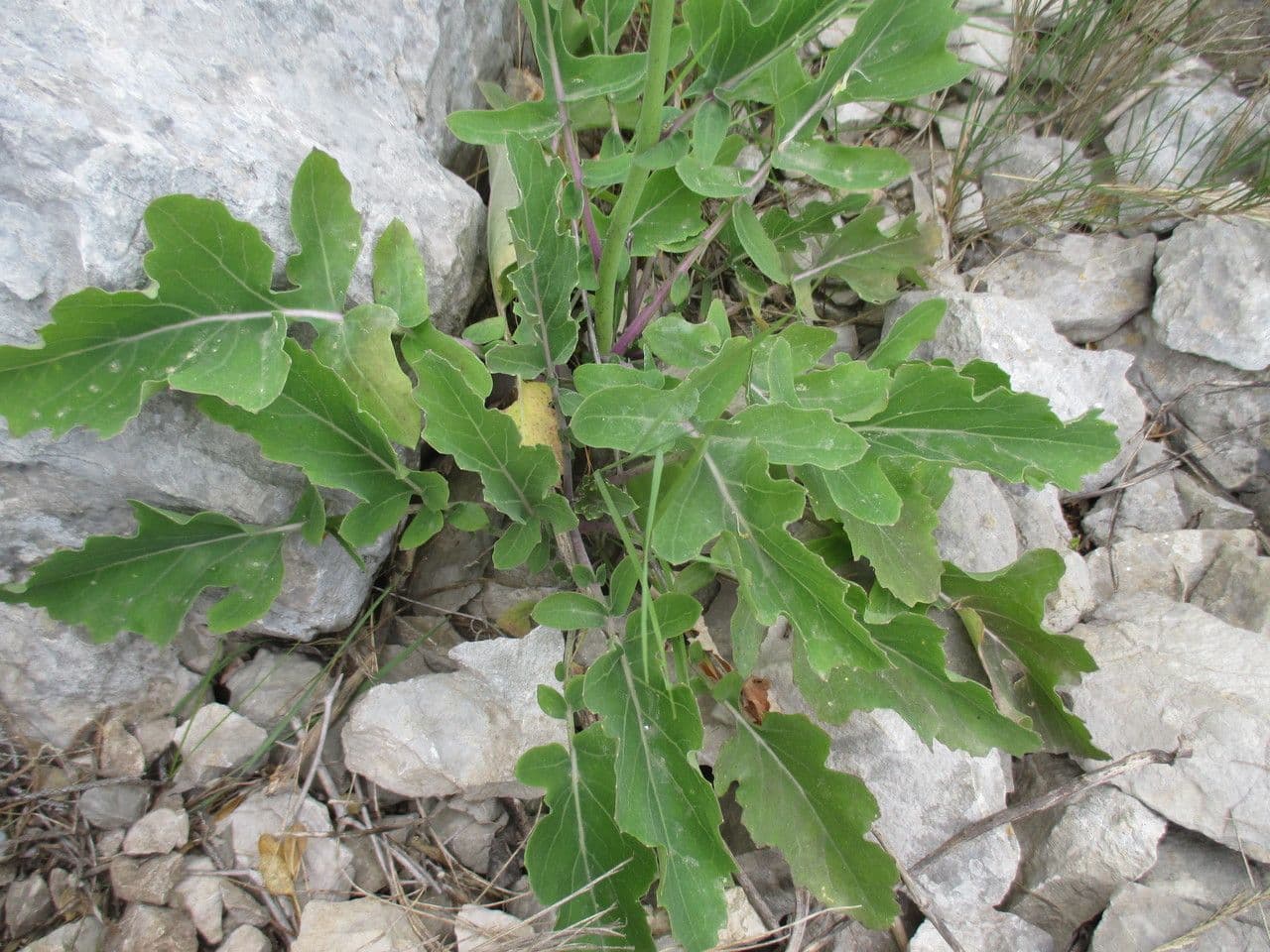 Bergkohl 13