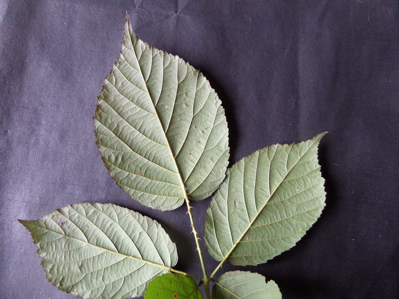 Großblättrige Brombeere 17