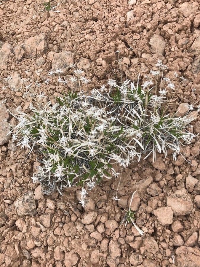 Amsonia 4
