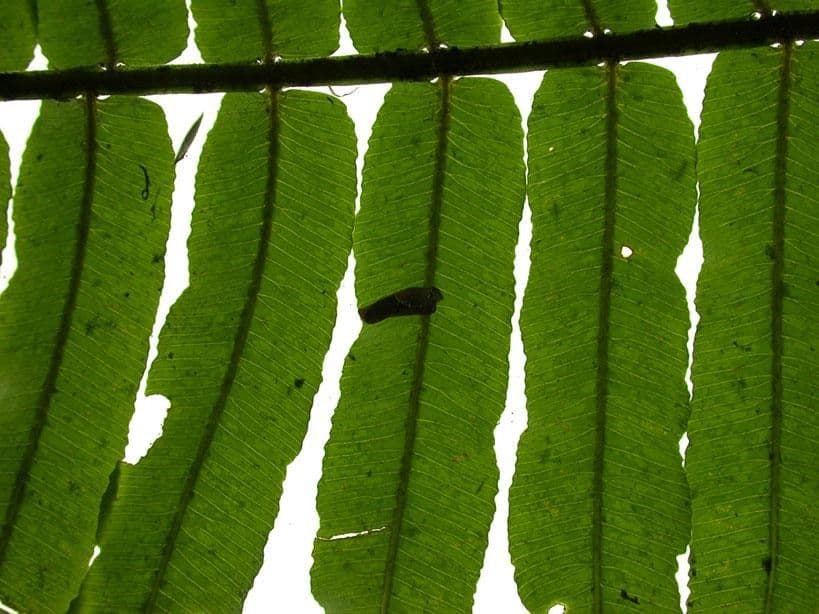 Lomariopsis 5