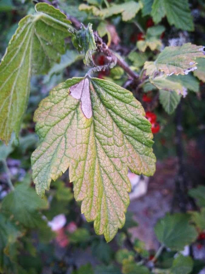 Ríbezľa červená 16